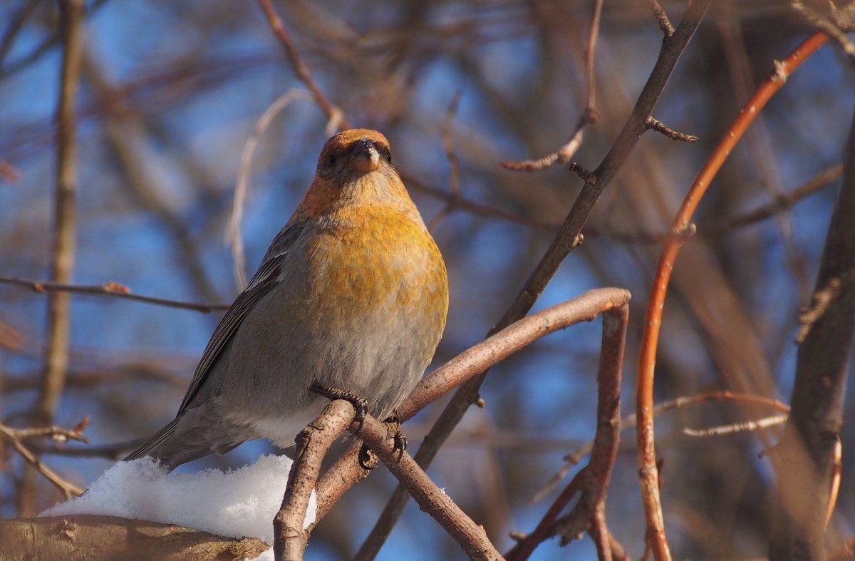 Певчие птицы Южного Урала