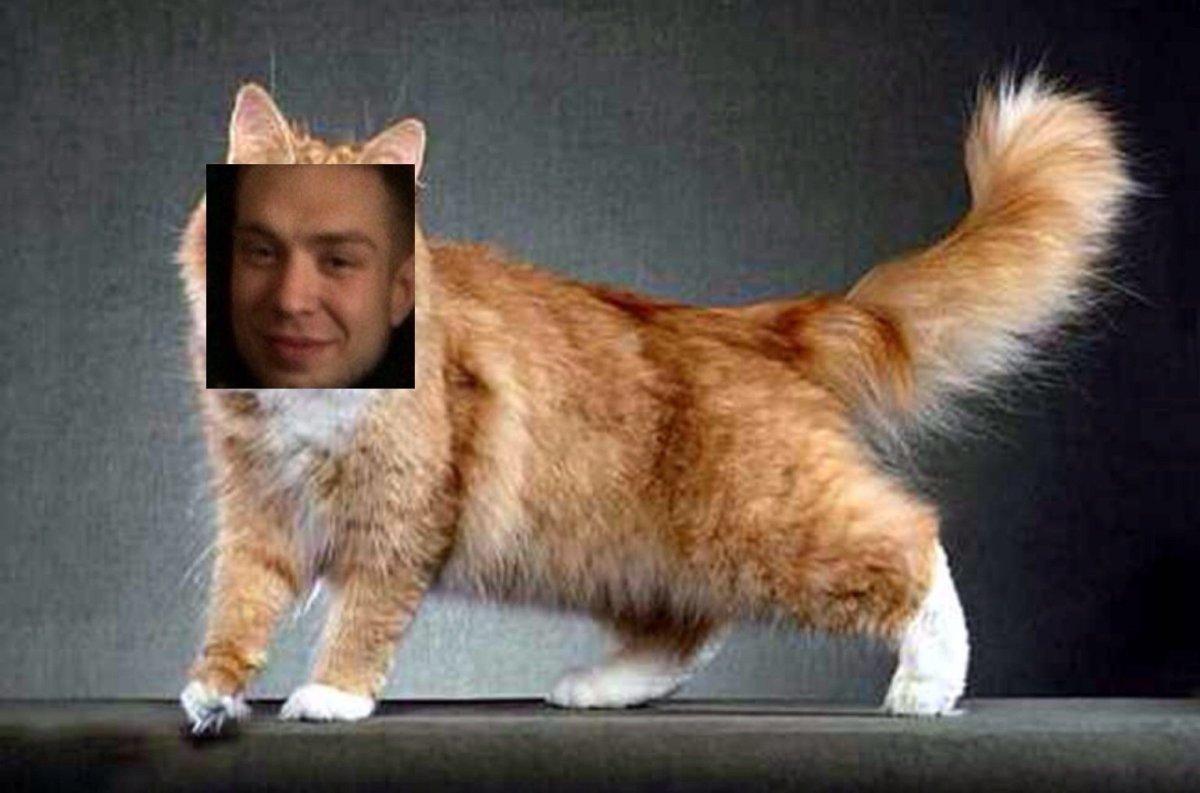 Сибирская Аборигенная порода кошек