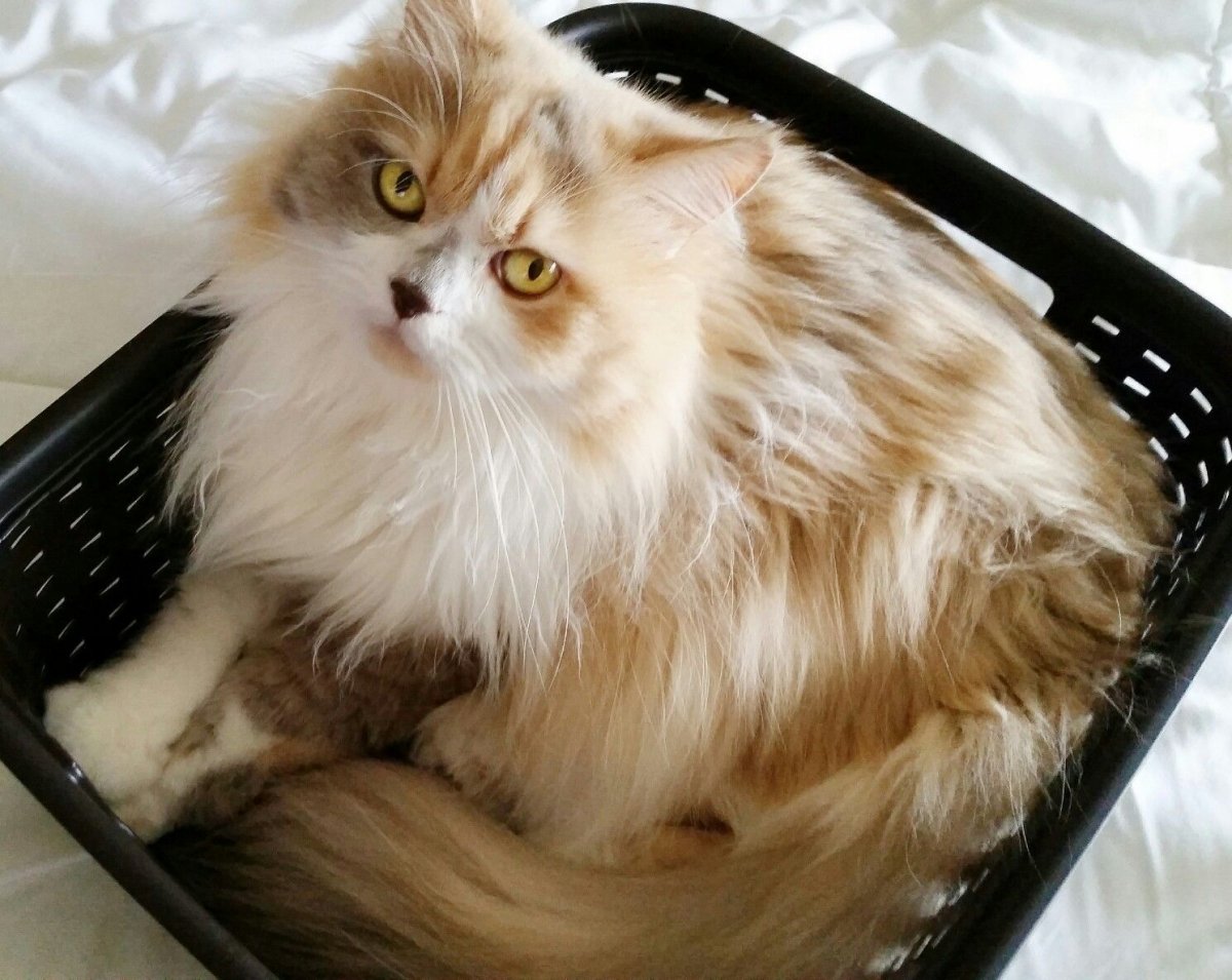 Порода кошек Наполеон фото