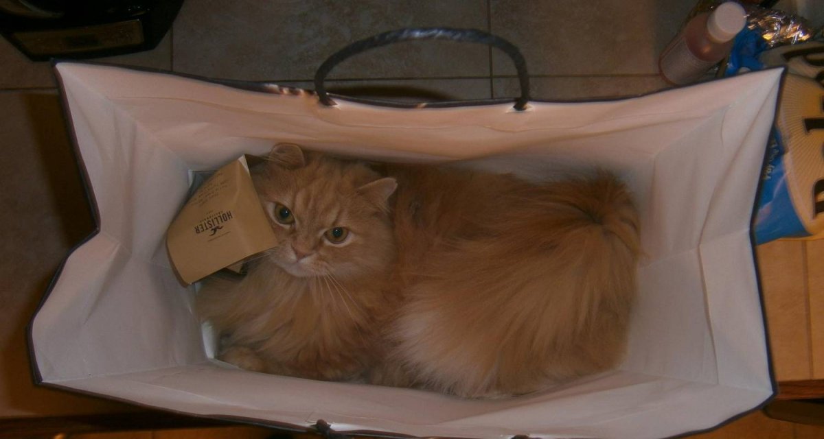 Наполеон кот рыжий