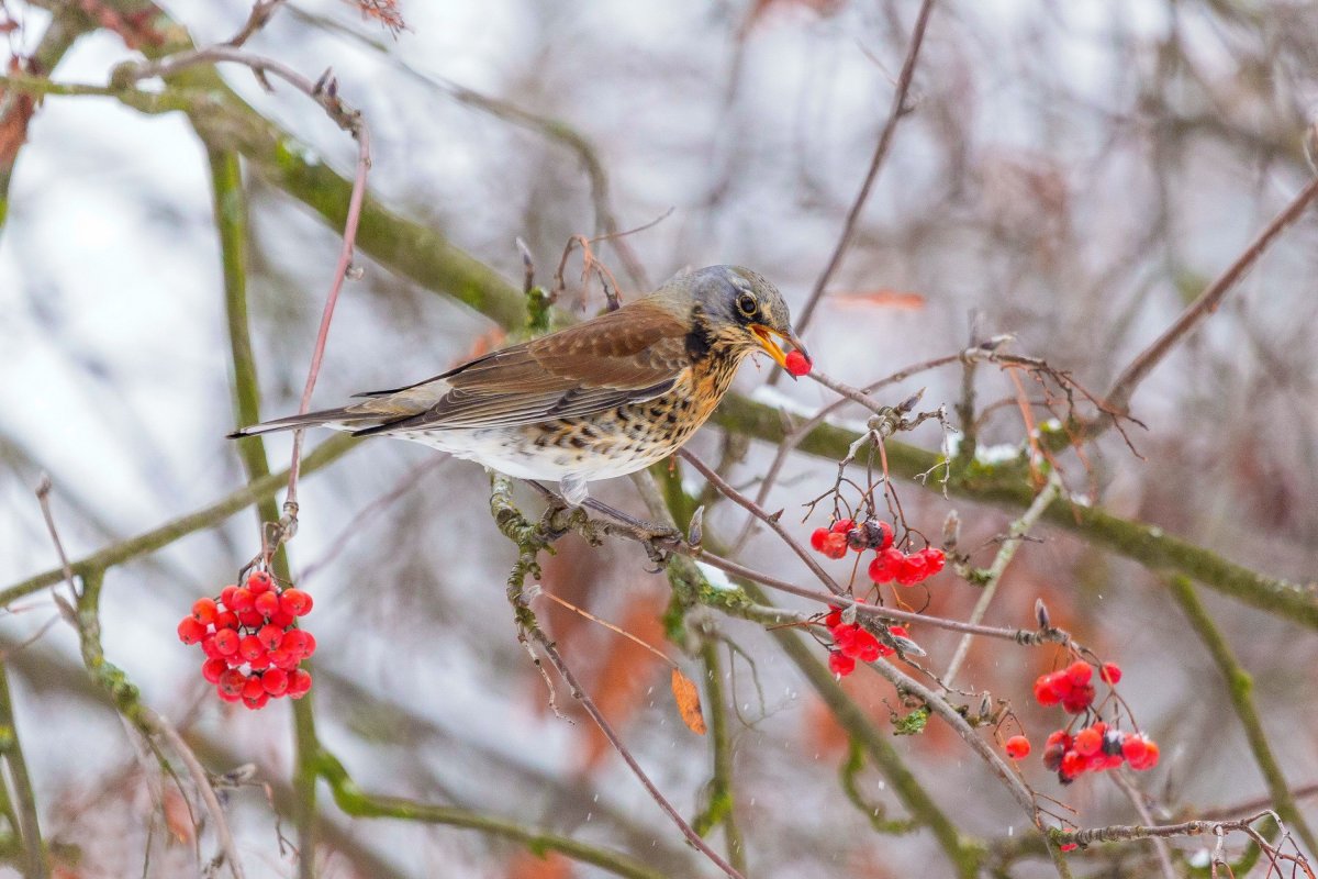 Рябинушка с птицей