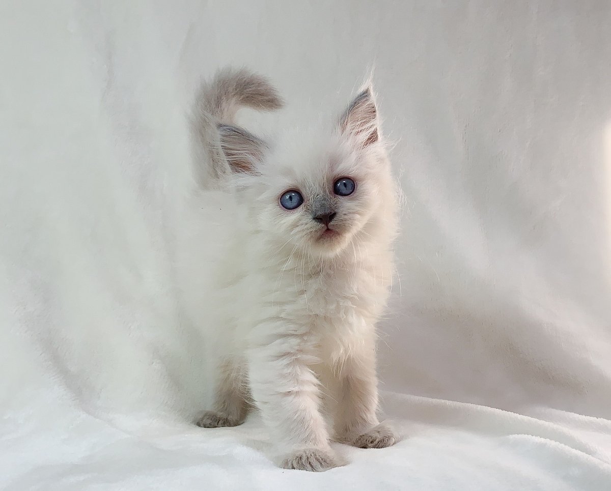 Манчкин Менуэт котята