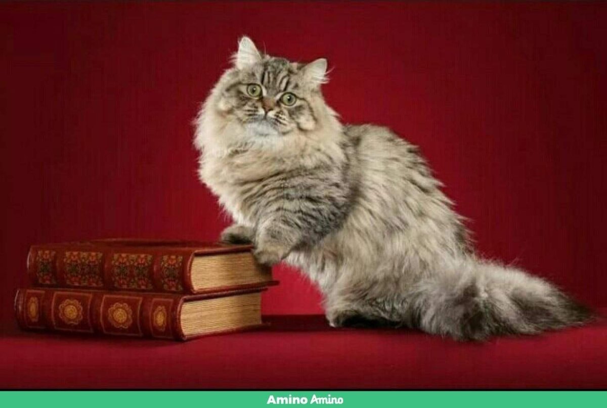 Порода Наполеон Менуэт