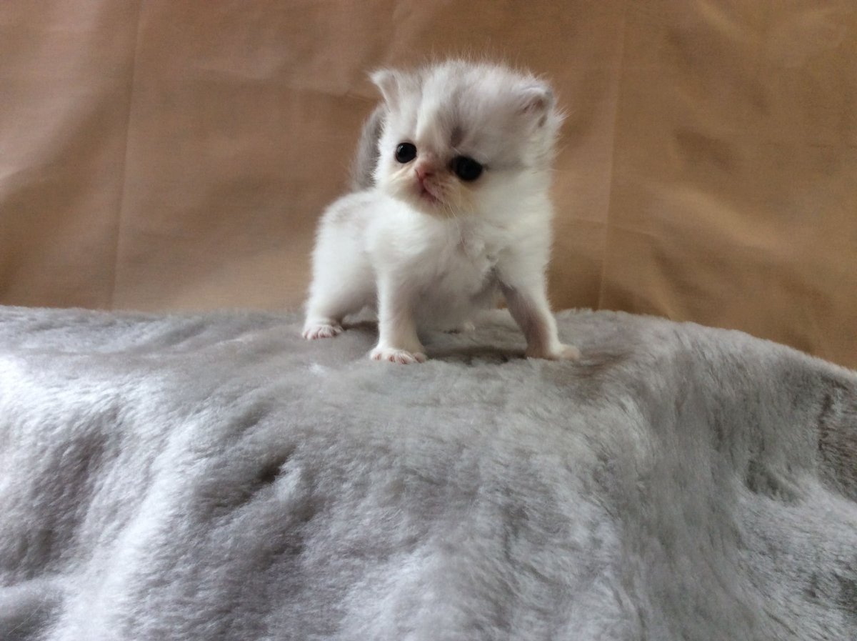 Карликовые котики