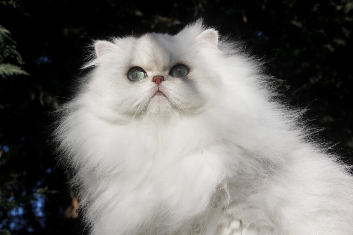 Карликовые пушистые кошки