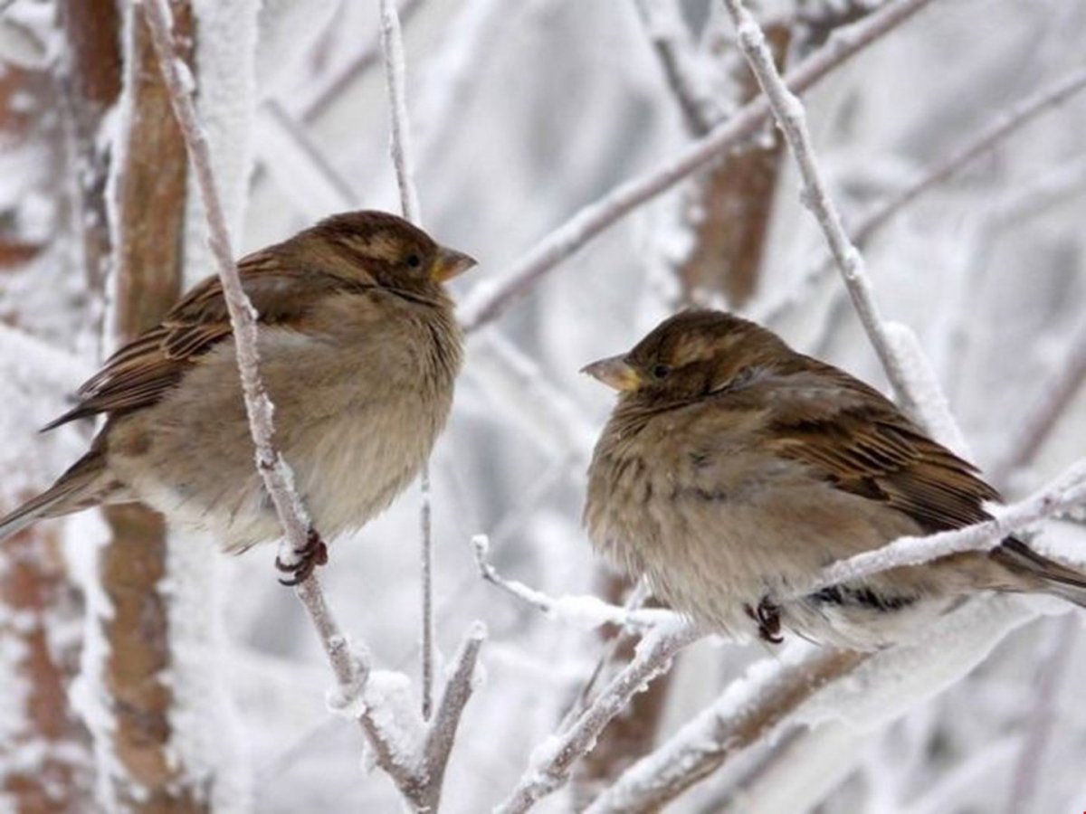 Птицы зимой в городе