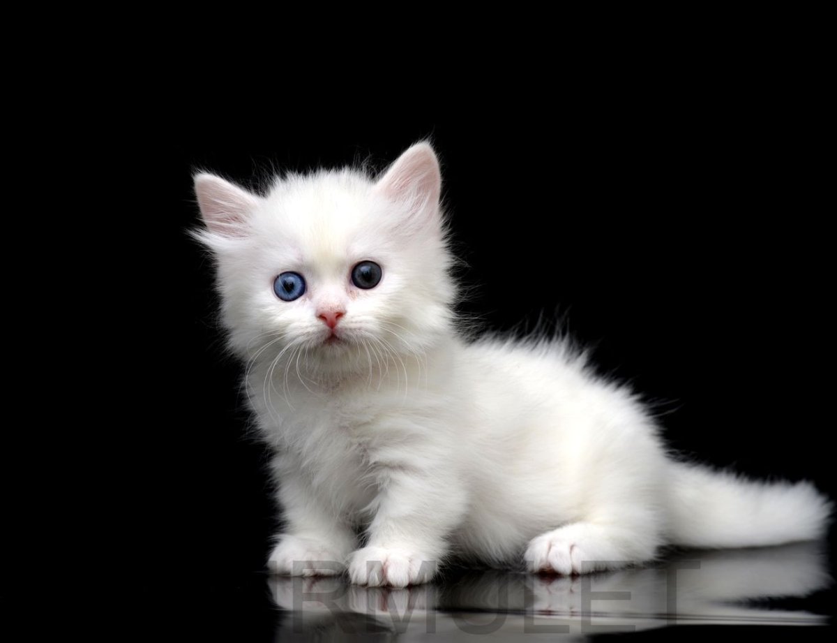 Котята беленькие пушистые