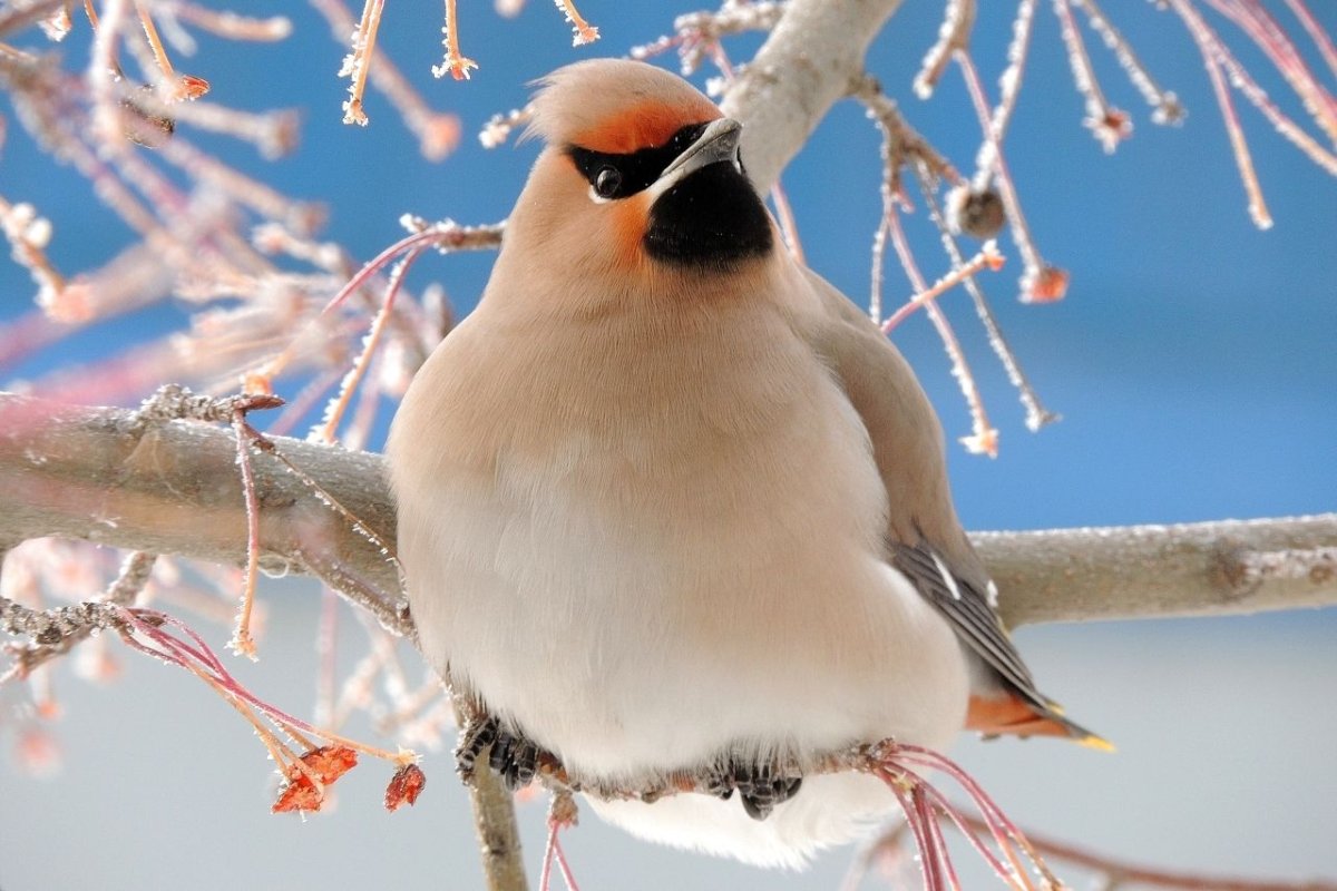 Зимние птицы свиристель