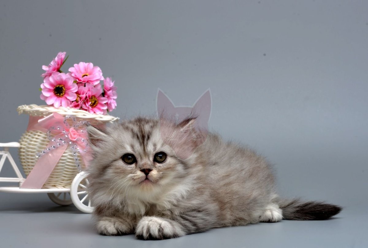 Котята породы Наполеон