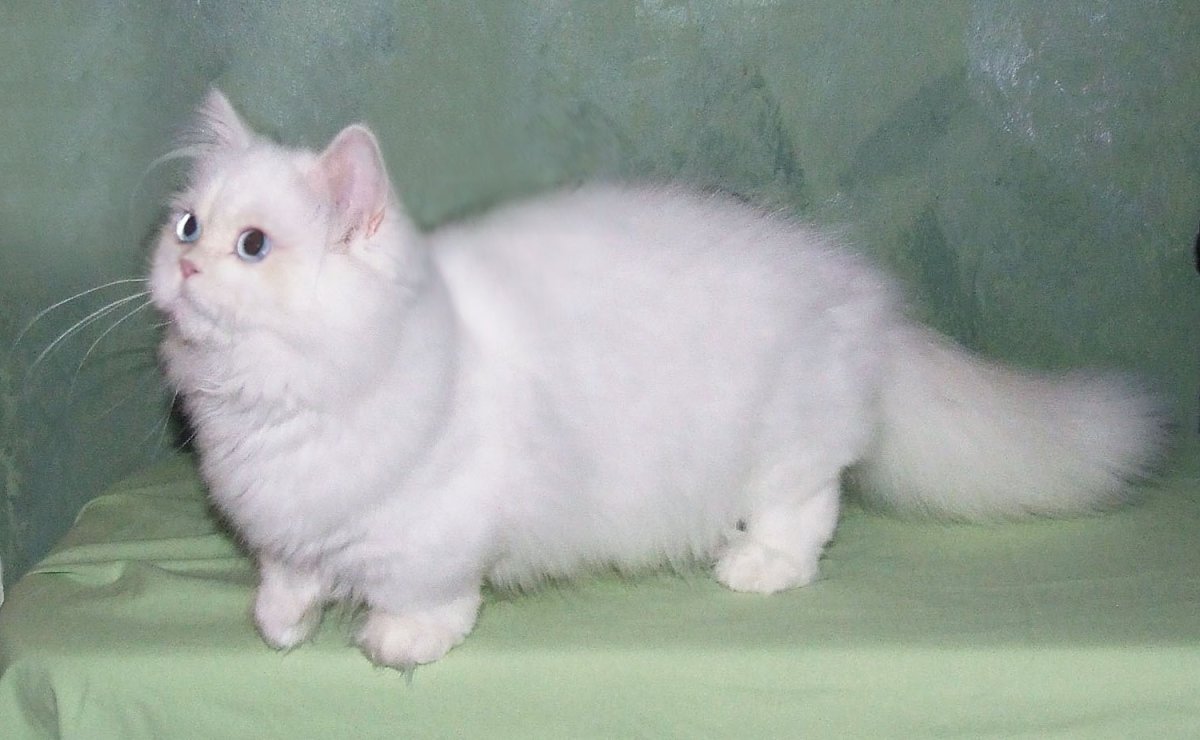 Манчкин Менуэт(порода кошек)