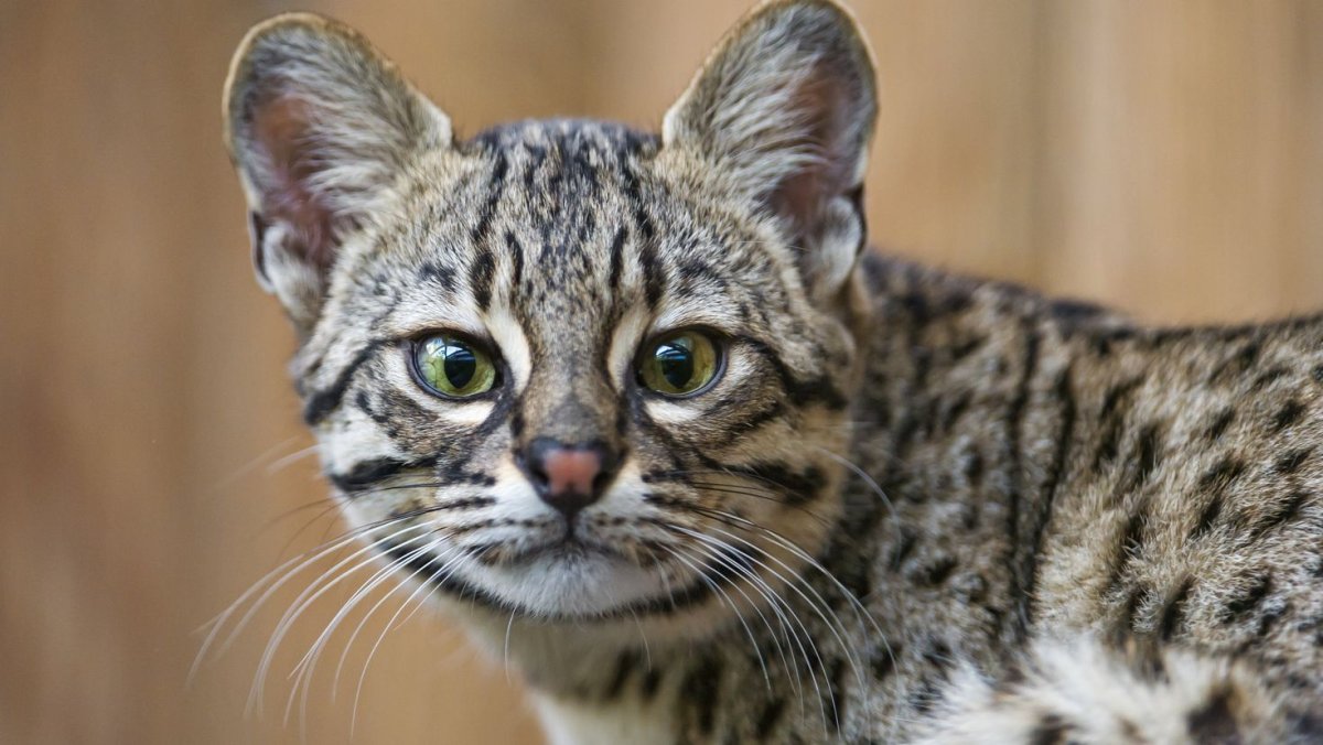 Вид - кошка Жоффруа (leopardus geoffroyi):