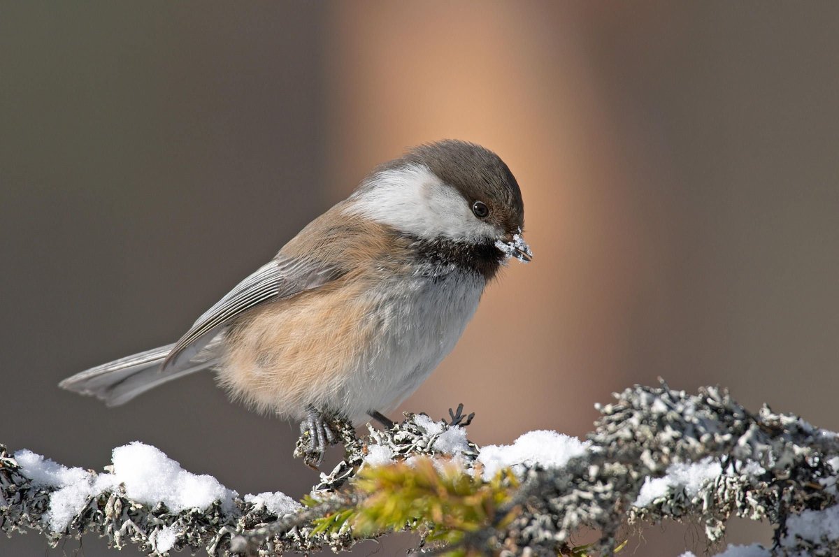 Сероголовая гаичка птица