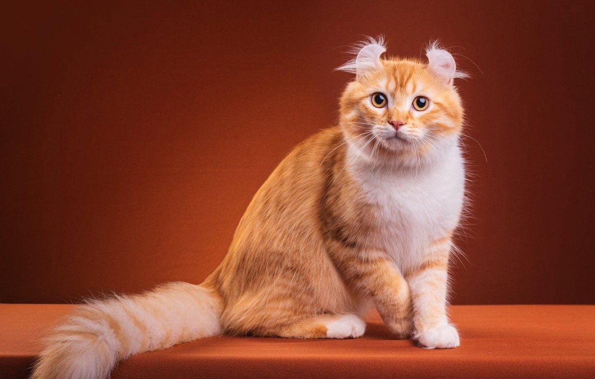 Манчкин кот вислоухий рыжий