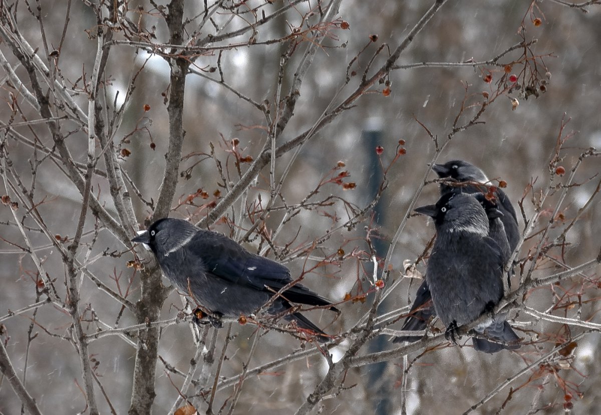 Лесные птицы Татарстана зимующие птицы Татарстана