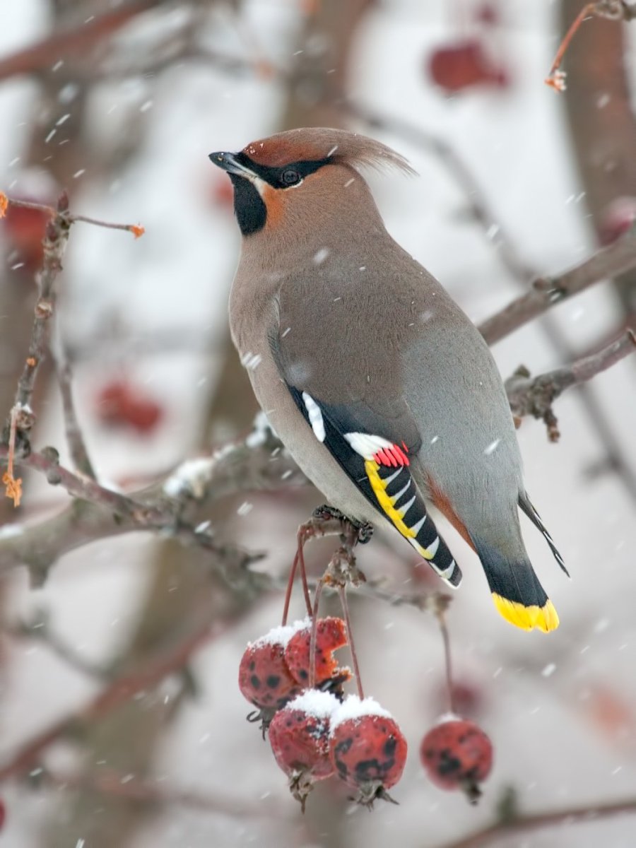 Клест свиристель