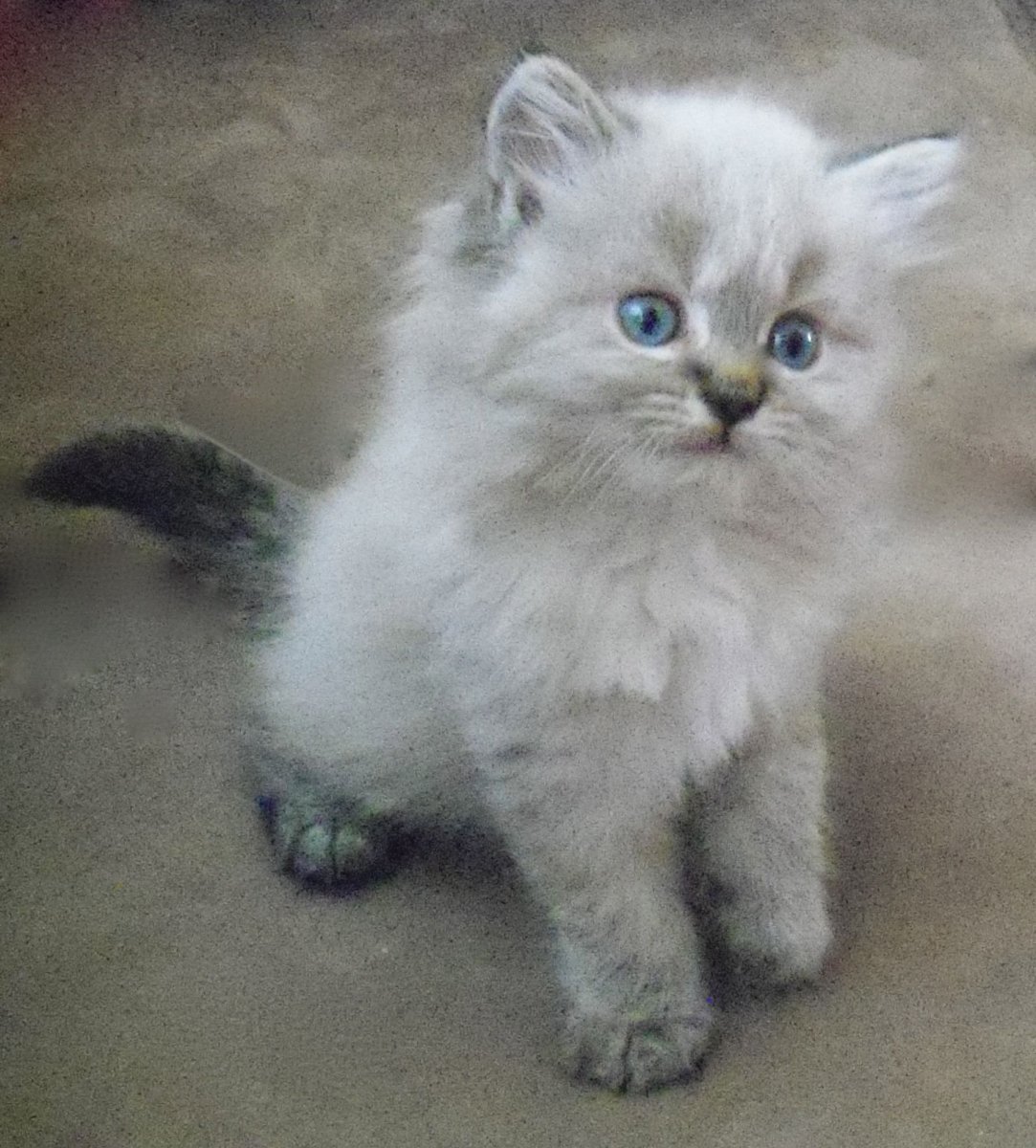 Котята породы Наполеон