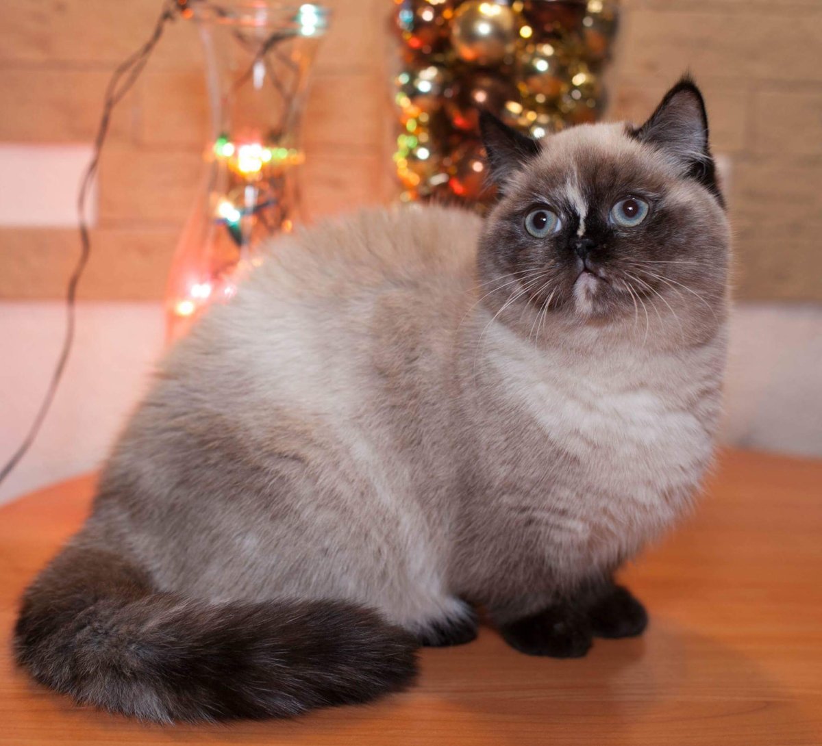 Порода Наполеон Менуэт