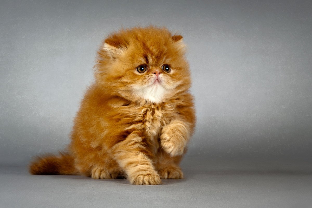 Рыжая кошка персидской породы