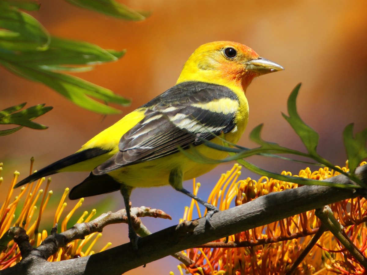 Желтая птица