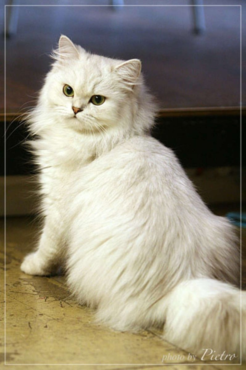 Кот Наполеон Менуэт