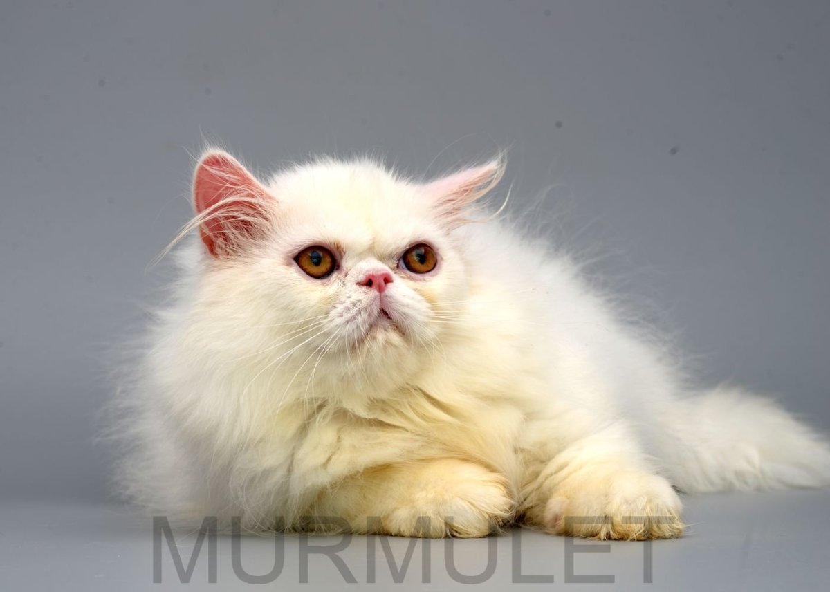 Бело рыжий кот порода Наполеон
