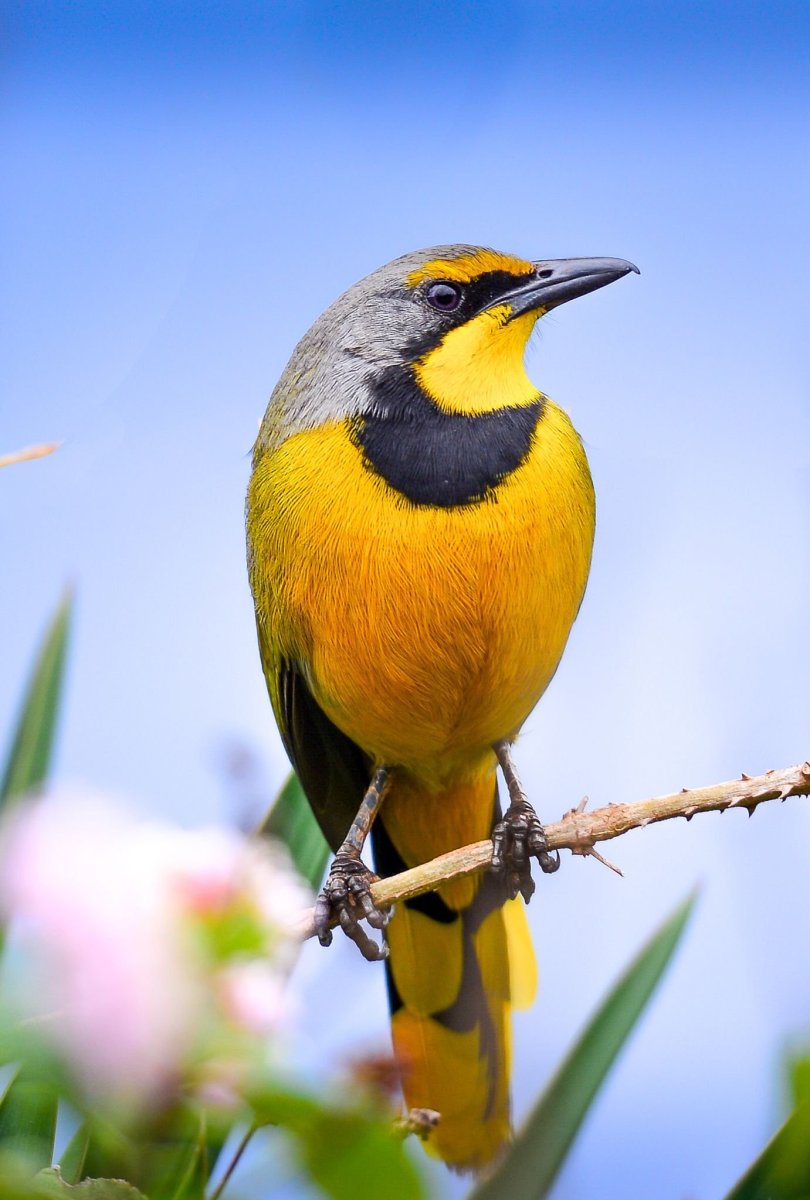 Птица желтого цвета