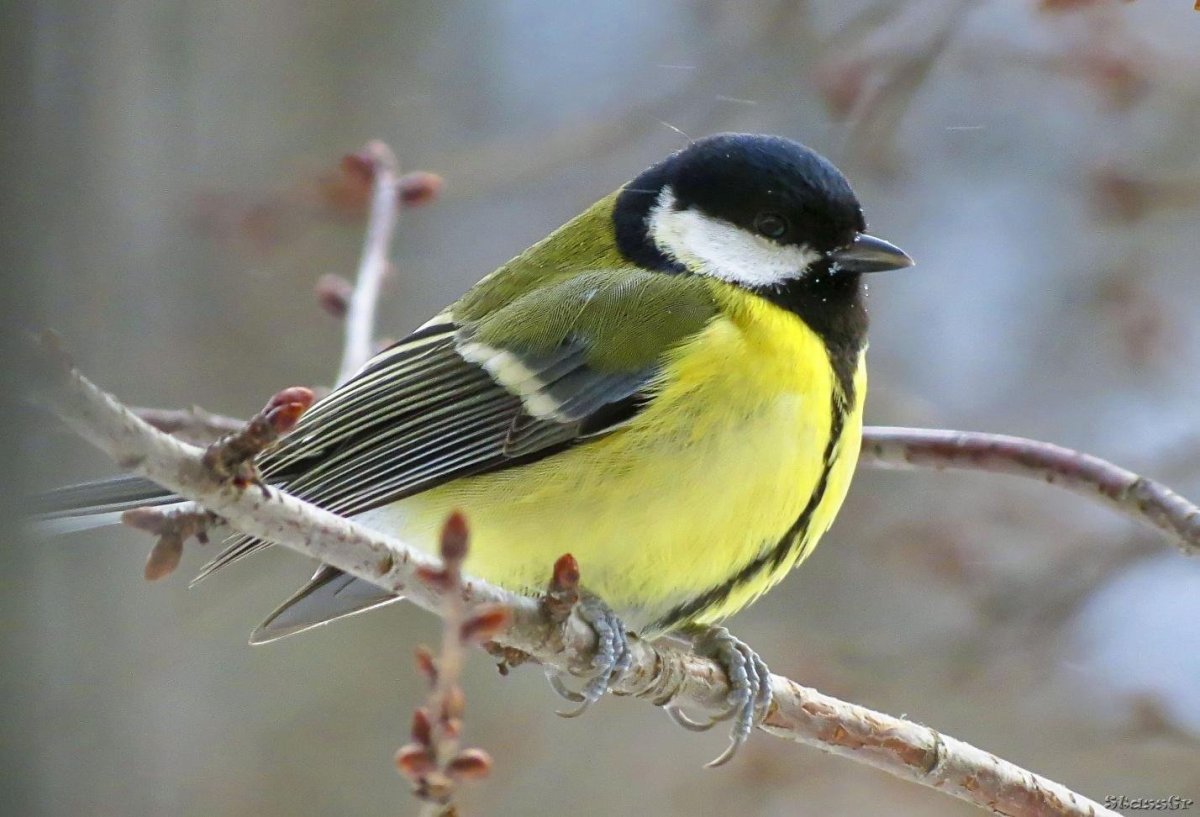 Зеленоспинная синица