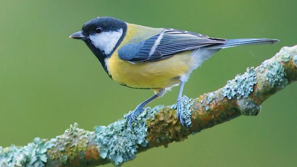 Лазоревка синица синичка