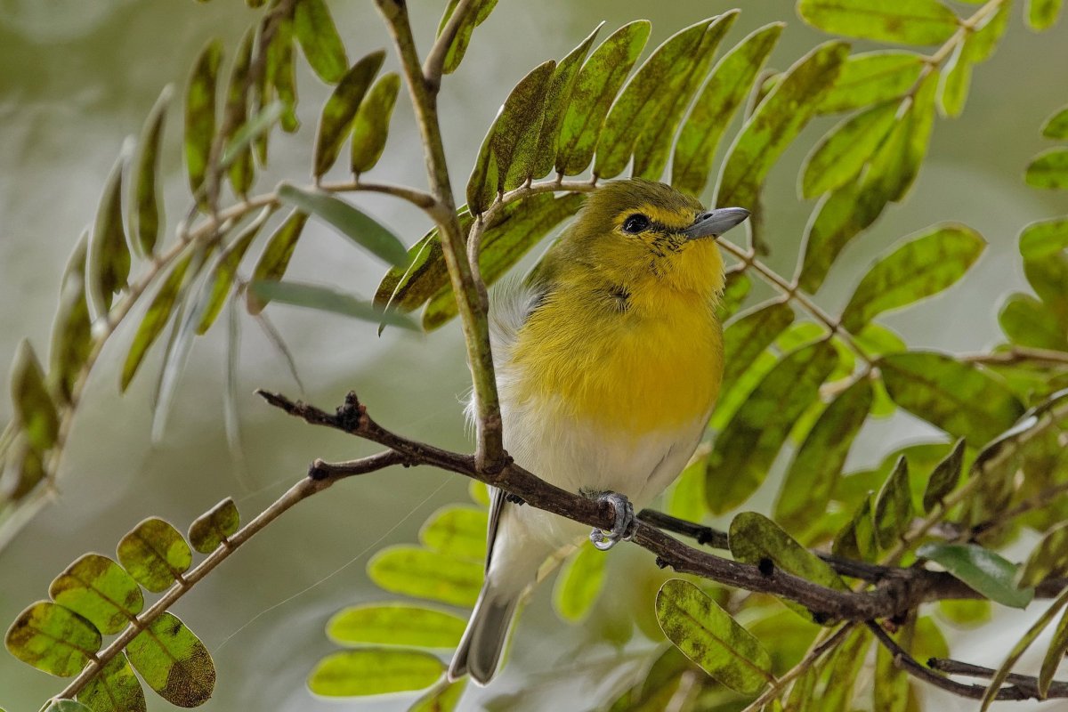Жёлтогрудая лодкоклювая мухоловка