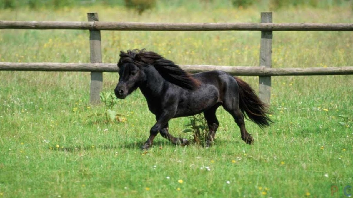 Small Horse