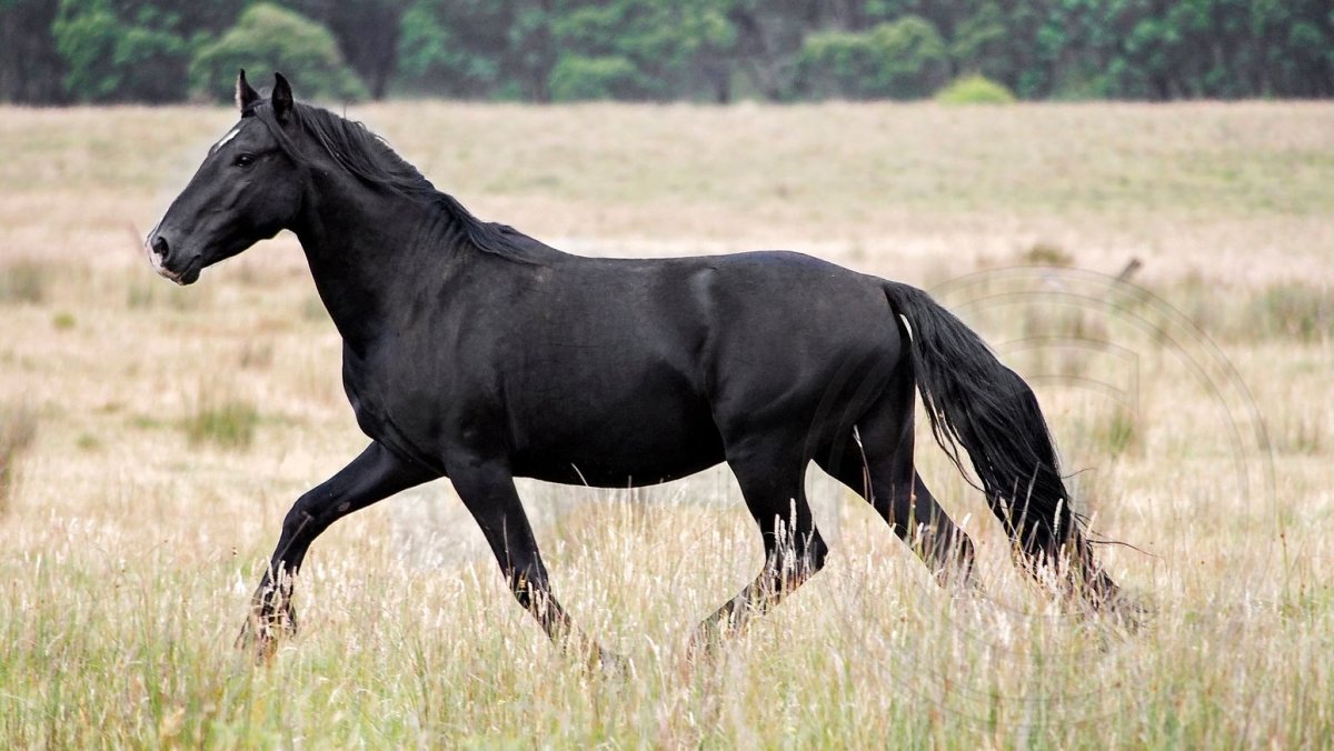 Брамби Дикие австралийские лошади