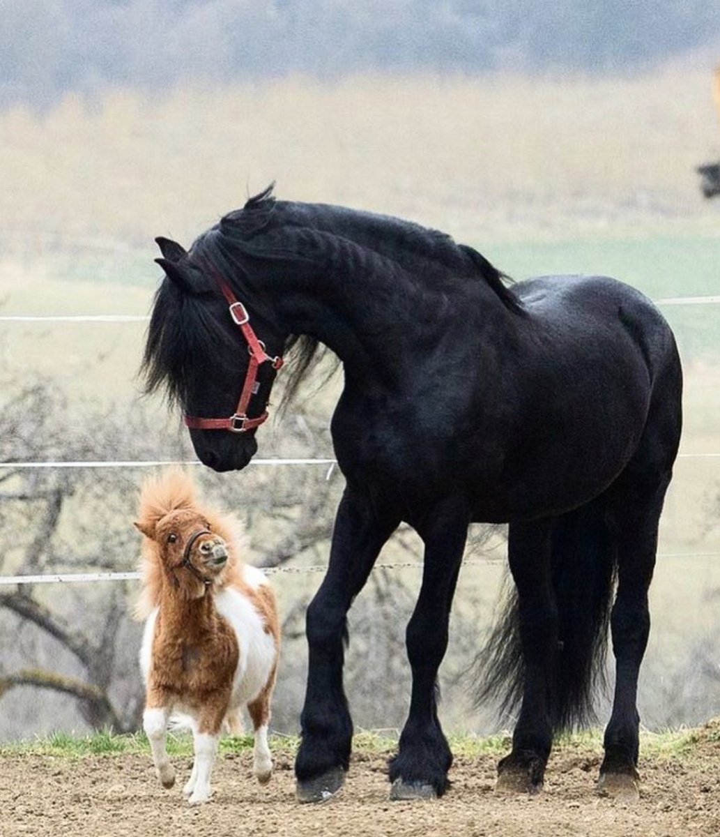 Лошадки большие и маленькие