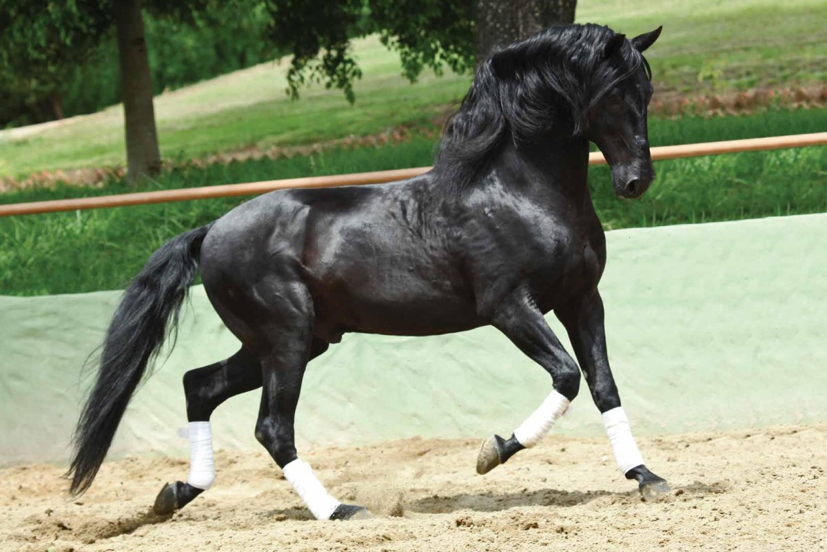 Лузитано черный