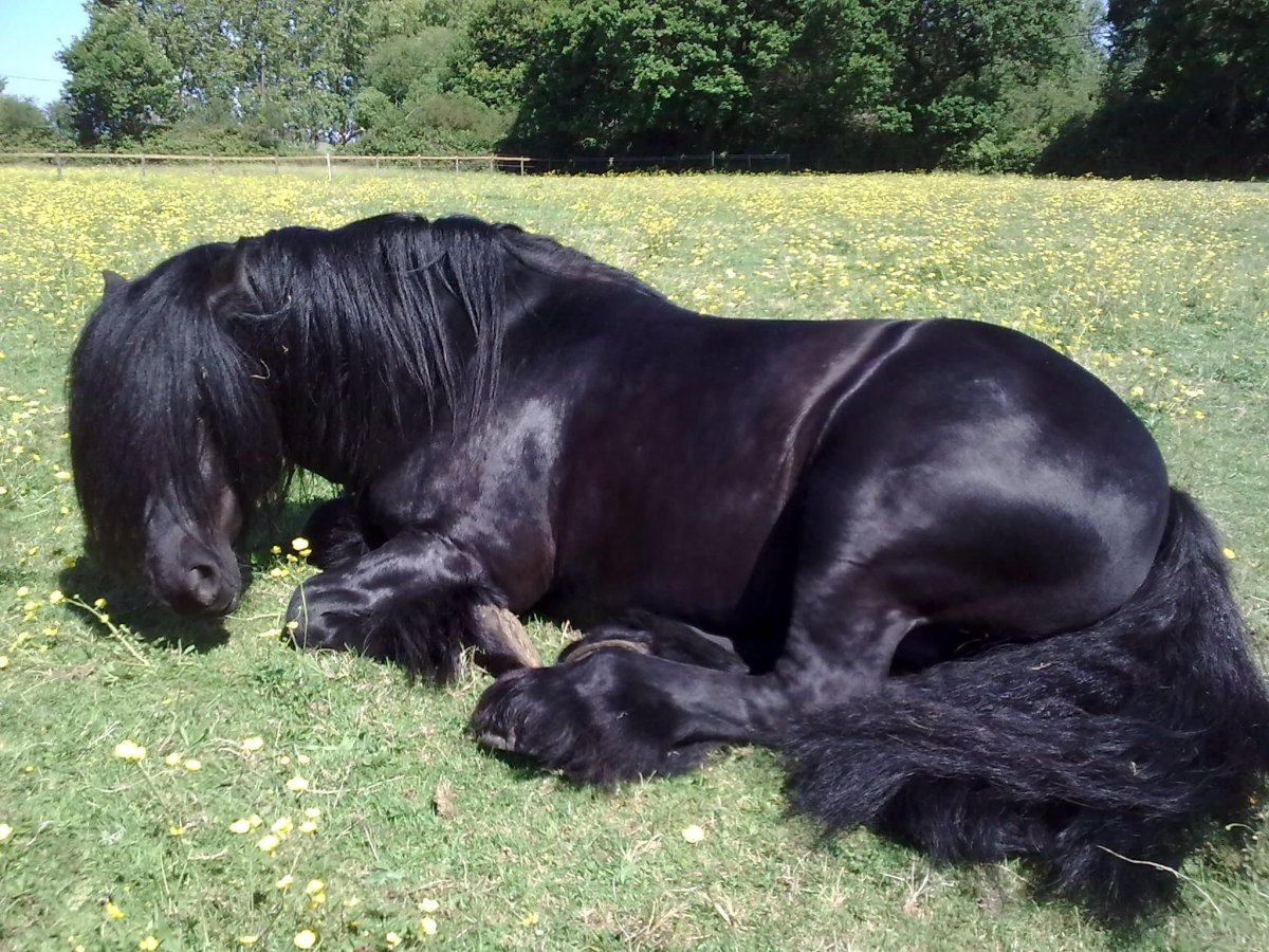 Черный пони