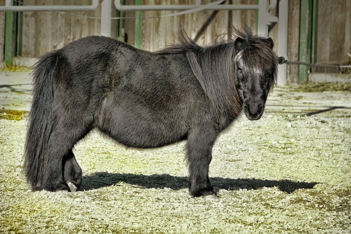 Волосатая лошадь