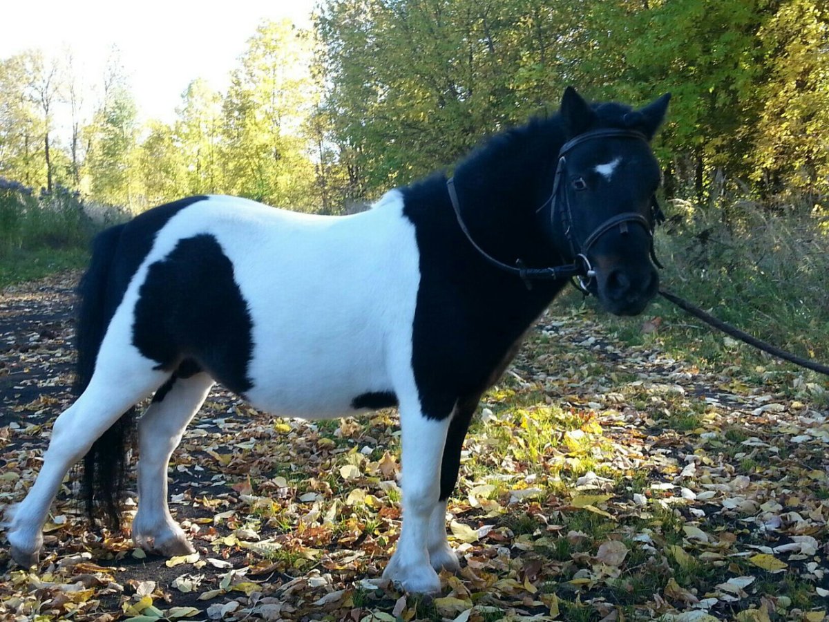 Финский пони