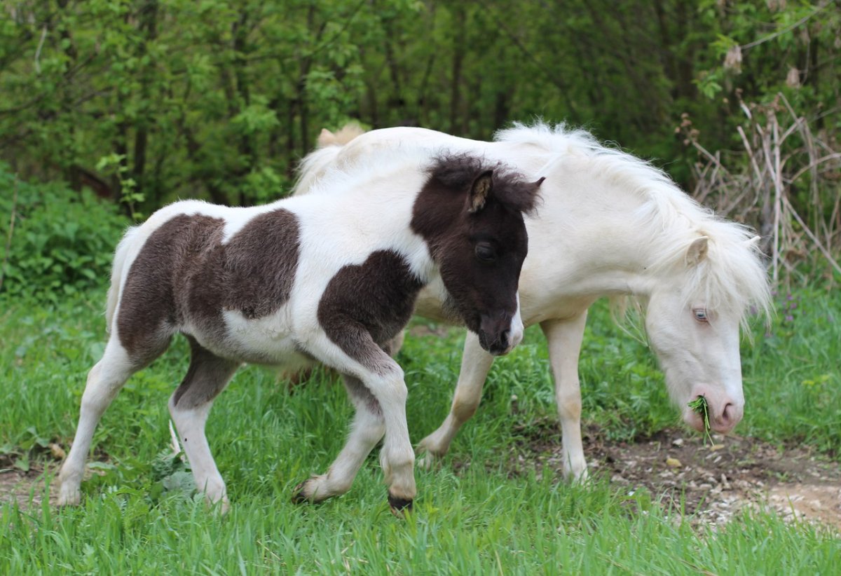 Фалабелла пегая