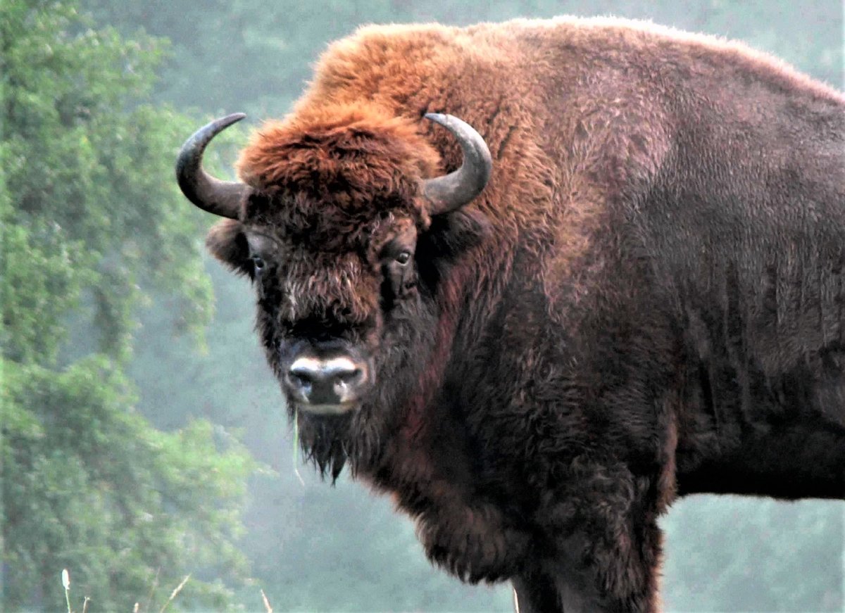 Горный ЗУБР Краснодарского края