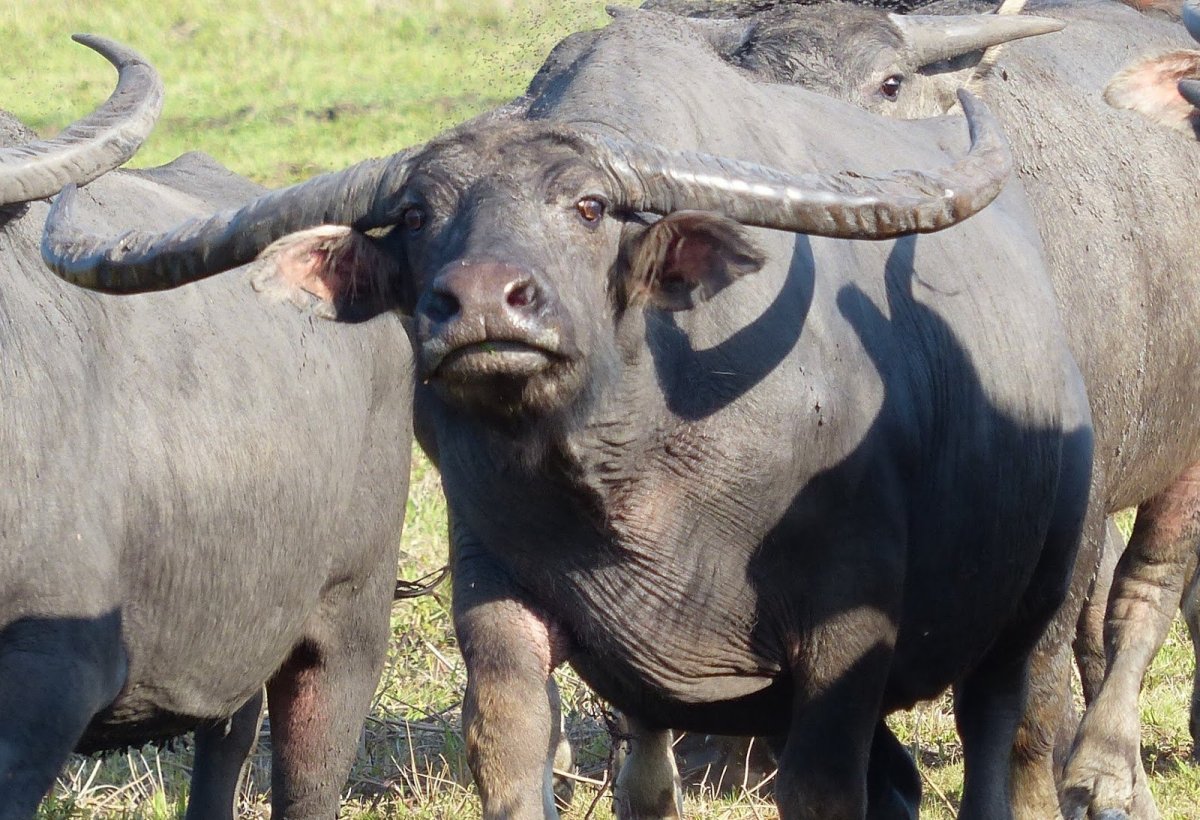 Буйвол Дагестанский