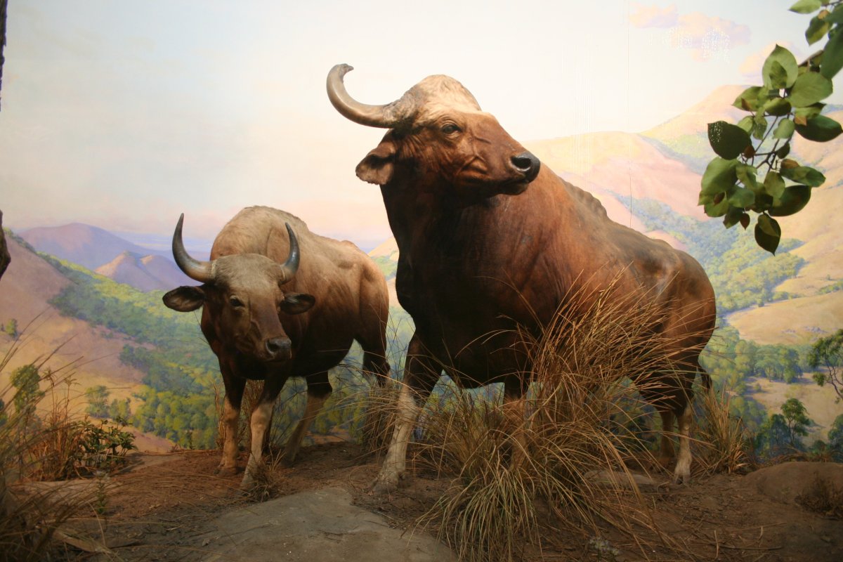 Быки саванны