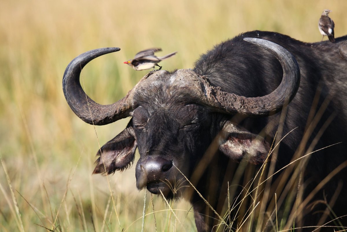 Буйвол Серенгети
