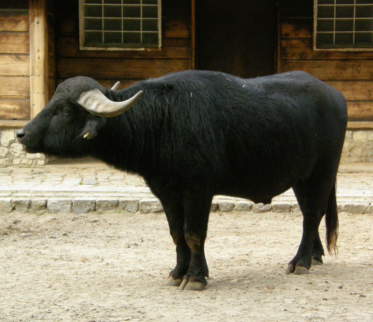 Безрогий буйвол