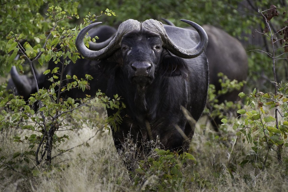 Чиколинский буйвол