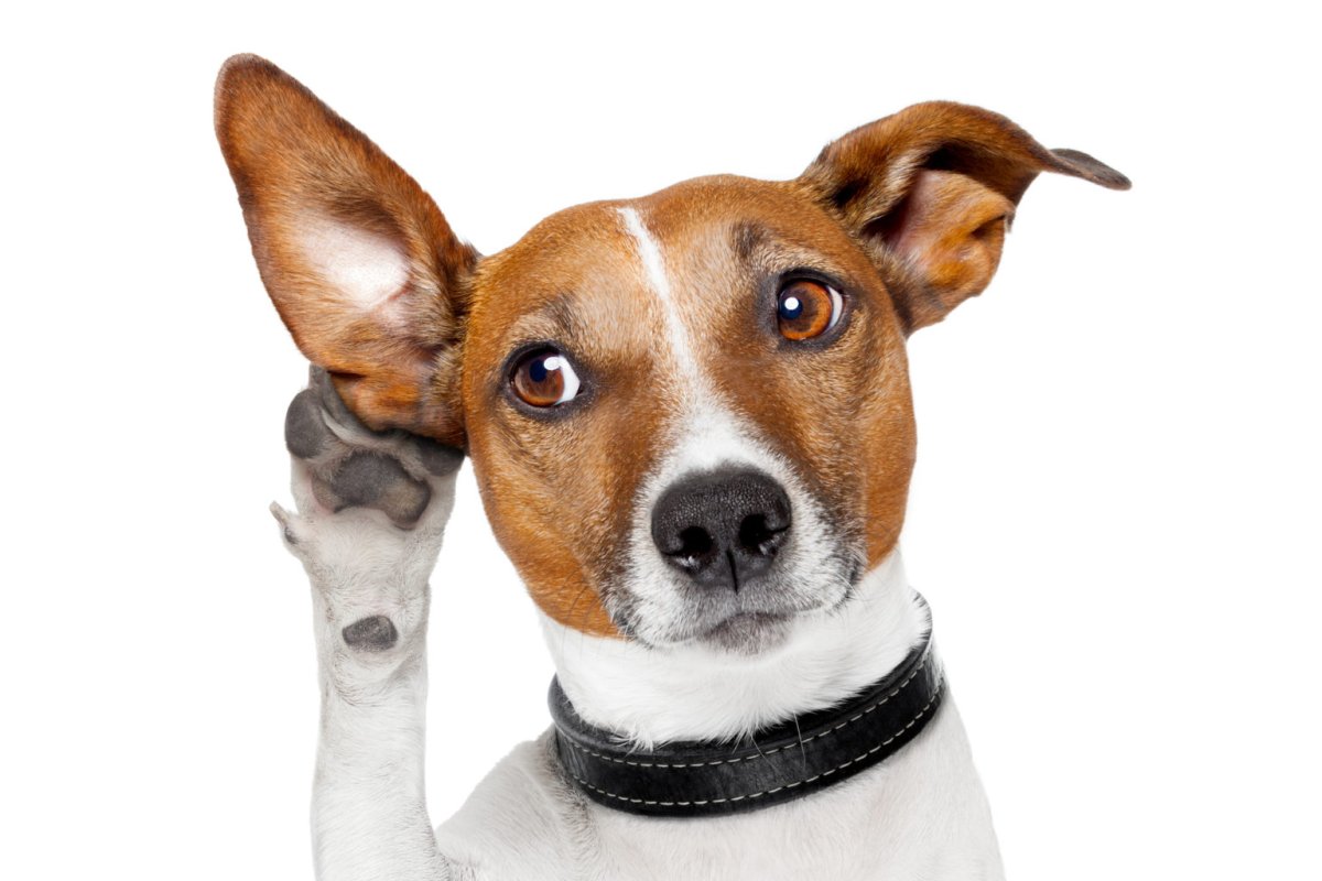 Собака задумалась