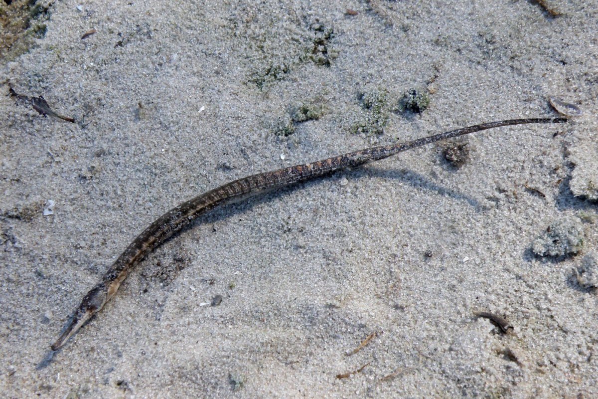 Длиннорылая рыба-игла