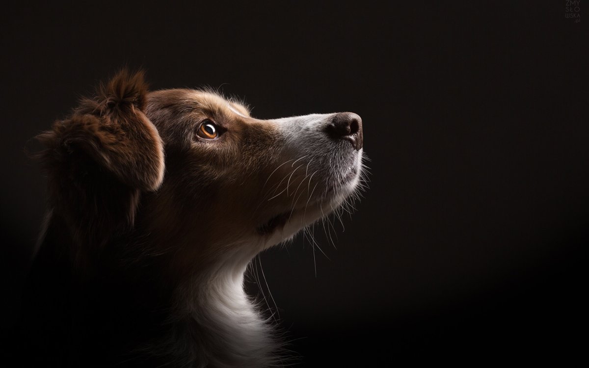 Щенки далматинца черные