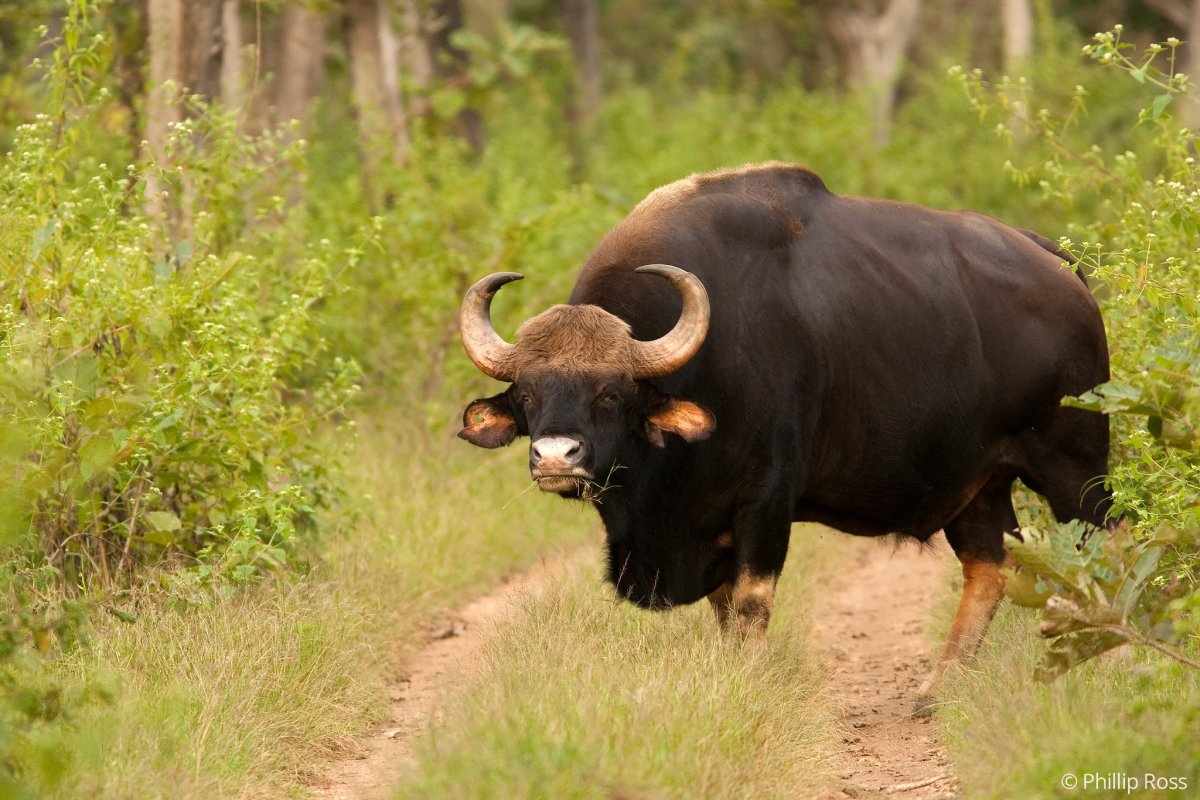 Гаур одомашнивание