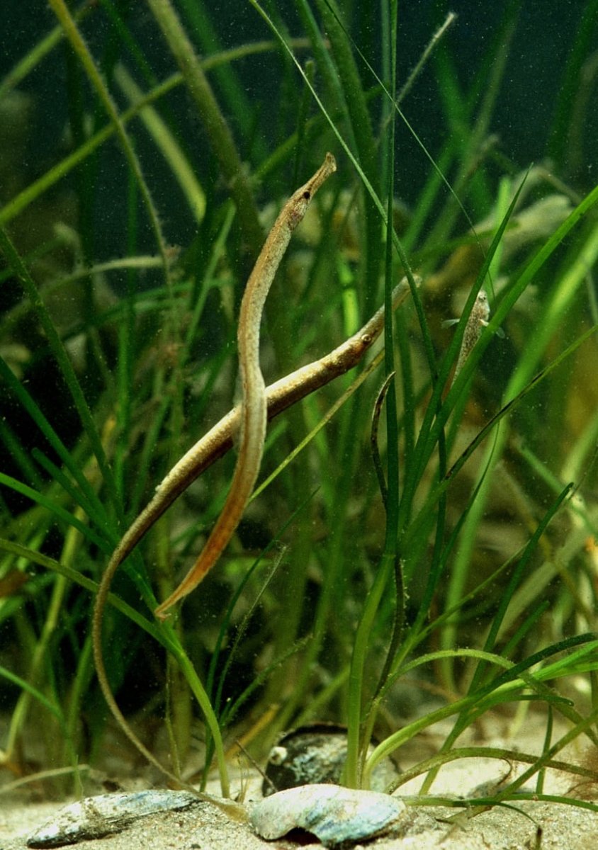 Рыба игла Пресноводная