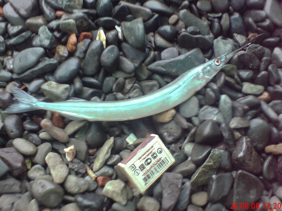 Сарган рыба малек