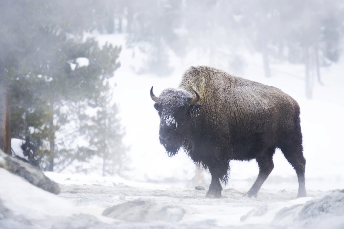 Зубры Йеллоустоун